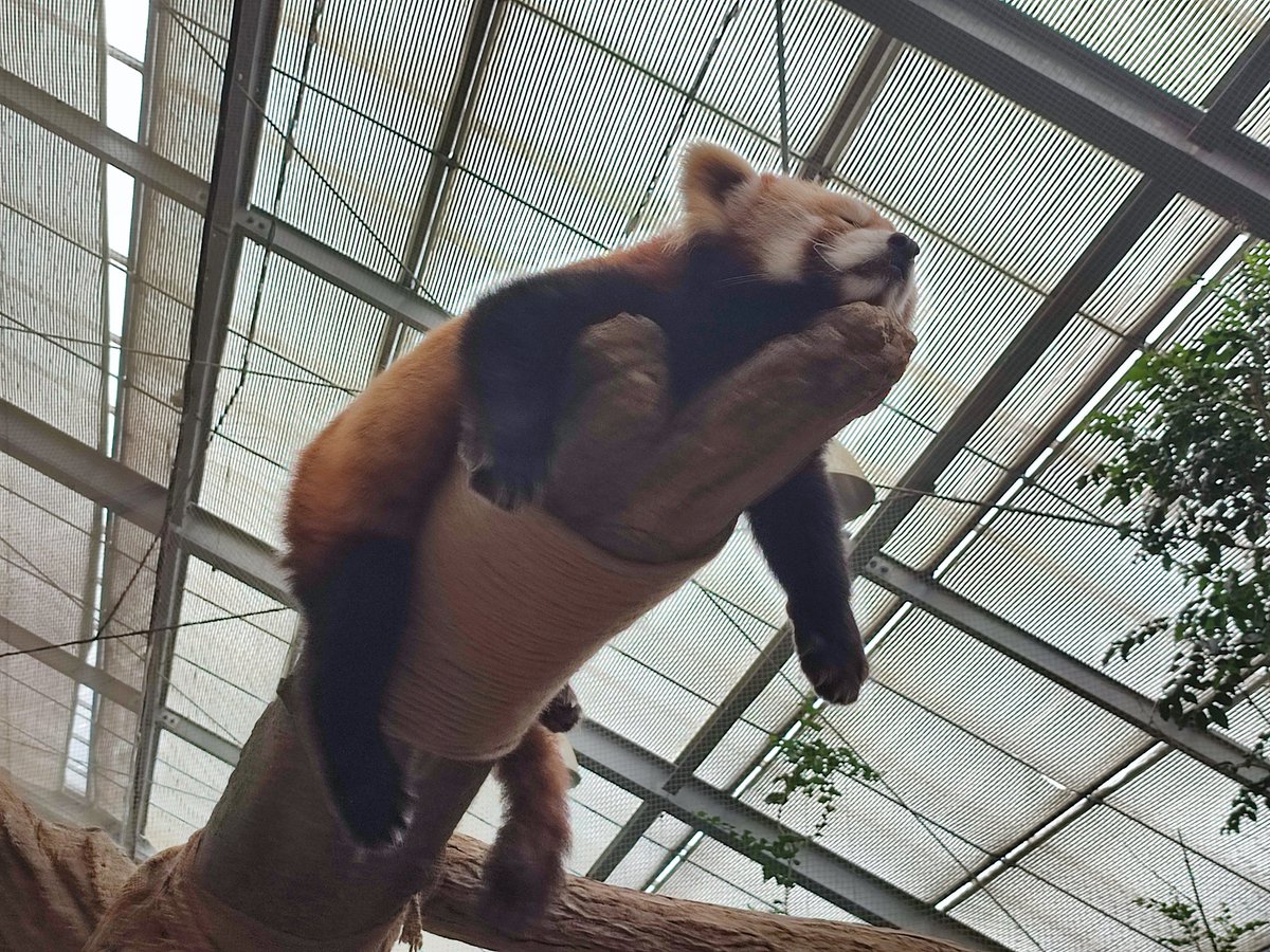 tapimaru2021's tweet photo. ハシビロコウ
マヌルネコ
レッサーパンダ
コツメカワウソ https://t.co/7FkFfTneQ4
