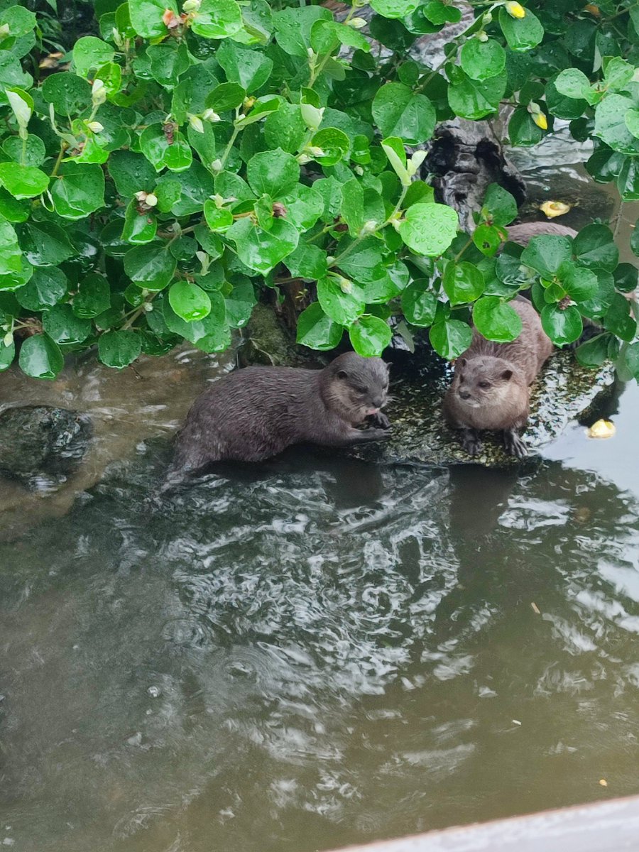 tapimaru2021's tweet photo. ハシビロコウ
マヌルネコ
レッサーパンダ
コツメカワウソ https://t.co/7FkFfTneQ4