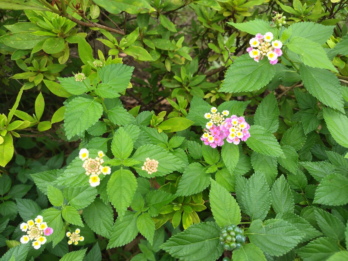 easyeiji's tweet photo. 道端に咲いていたランタナが、先日よりも多く咲いていました

#お花 #花 #お花の写真 #花の写真 #ランタナ #TLを花でいっぱいにしよう #写真 #フォト #flower #flowers #photo #photography https://t.co/Lgpcl7o73n