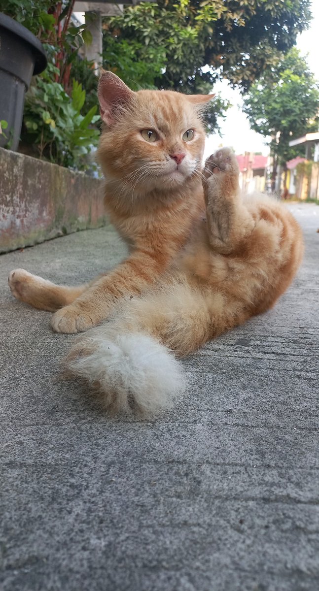 milo_kedi's tweet photo. Akrobat https://t.co/8sevQUJicm