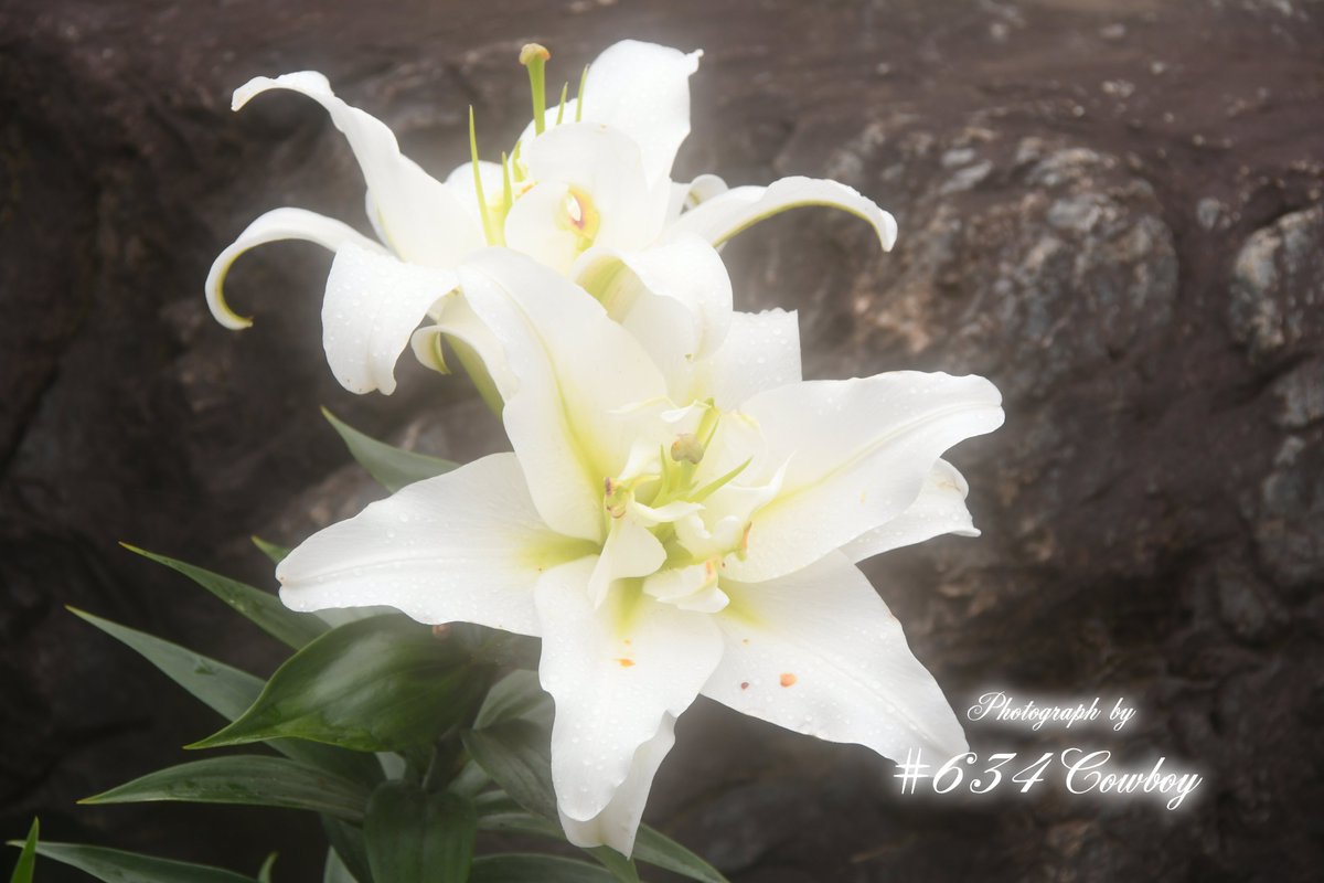 634Cowboy_Photo's tweet photo. ༻✻༺༻✻༺༻✻༺༻✻༺༻✻༺༻✻༺༻✻༺༻✻༺༻✻༺༻✻༺༻✻༺༻✻༺

　　　　　　　　　　　2026年 7月 6日 月曜日

　　　　　　　 ✻ • • • · · おはようございます· · • • • ✻

༻✻༺༻✻༺༻✻༺༻✻༺༻✻༺༻✻༺༻✻༺༻✻༺༻✻༺༻✻༺༻✻༺༻✻༺ https://t.co/kYoDR0HArf
