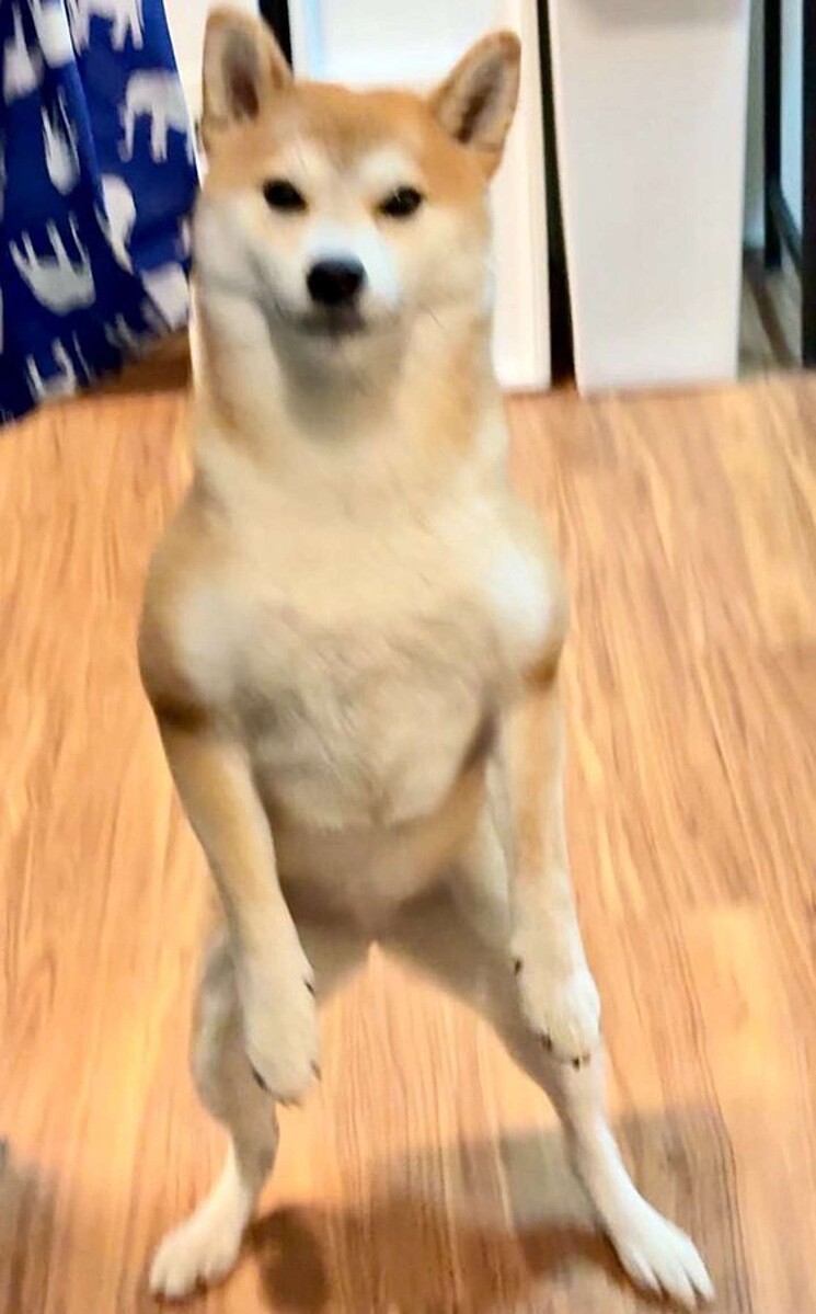 livedoornews's tweet photo. 【話題】「おひけぇなすって！」 あまりにも“強そう”な柴犬に1.3万いいね
https://t.co/7by2cdlTbT

この堂々たる体格の持ち主は、2歳7カ月の女の子・つくねちゃん。撮影者の夫が帰宅したとき、2本足で飛びつこうとした瞬間が偶然カメラに収まったという。 https://t.co/GjP6krA2sZ
