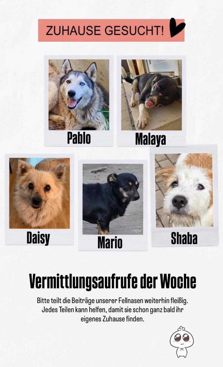 wirrettenhunde's tweet photo. https://t.co/rTunRVAQYd