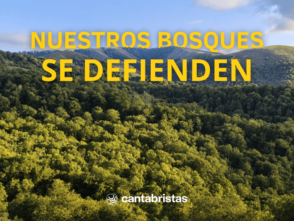 RevistaQuercus's tweet photo. 🌳 +100 investigadores denuncian que la interpretación que hace el Gobierno de Cantabria del Reglamento 2023/1115 (UE) podría desproteger los bosques autóctonos al no considerar su sustitución por plantaciones como degradación forestal.
📖Manifiesto:
https://t.co/a2OQV7Fdwm https://t.co/b7ERg8Wa7u