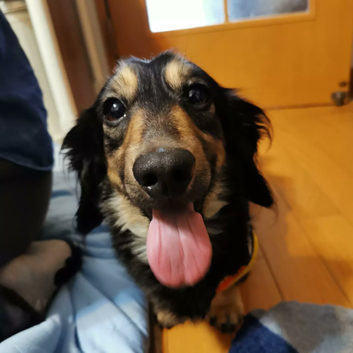 kazutainment's tweet photo. あれから3年...
ﾓﾝﾌﾞﾗﾝ♂が繋いでくれた

「幸せ」と
「感謝」の
優しい日々

もう一度、フリスビー🥏で
遊びたいな👍 https://t.co/vUEaNKpuNe