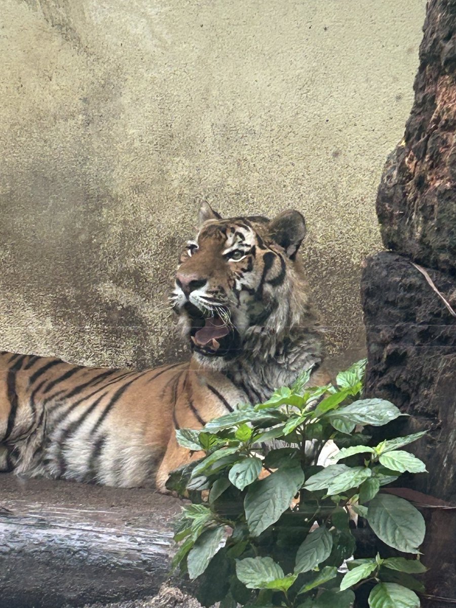 chun_299's tweet photo. ふぁあぁぁ
ぺ👅

さぁ！
缶バッジガチャしよう！

2026.7.5
#安佐動物公園 #asazoo ##アムールトラ #テン https://t.co/B1I5O6LtrA