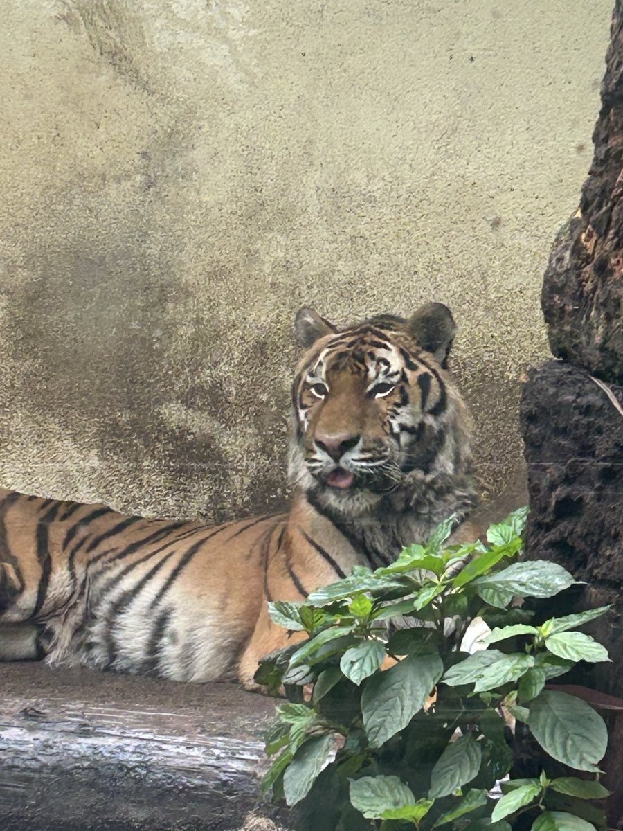 chun_299's tweet photo. ふぁあぁぁ
ぺ👅

さぁ！
缶バッジガチャしよう！

2026.7.5
#安佐動物公園 #asazoo ##アムールトラ #テン https://t.co/B1I5O6LtrA