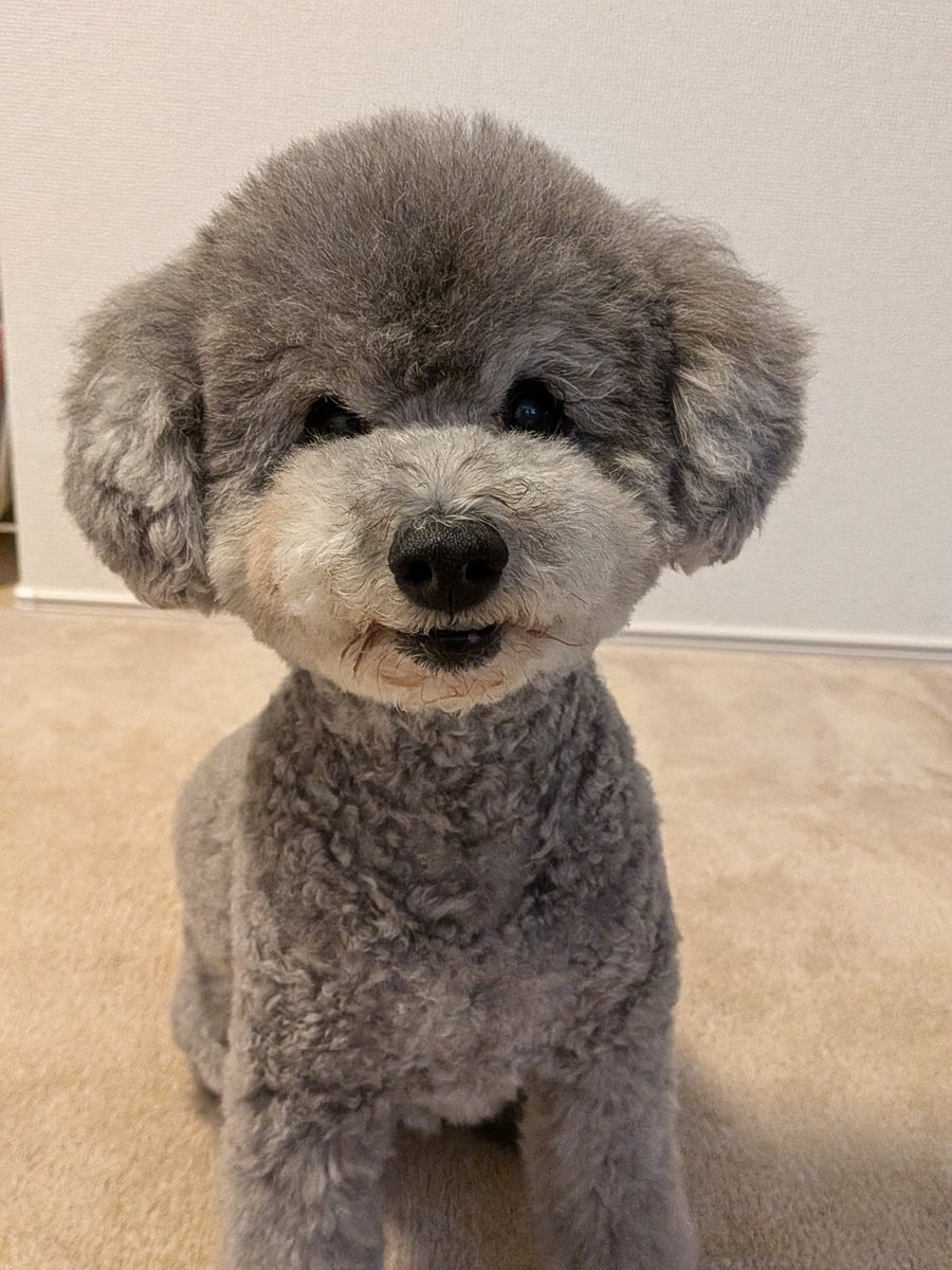 tickiminko's tweet photo. おふろして
カットもした。
スイカもたべた。 https://t.co/gYSpxo4d5O