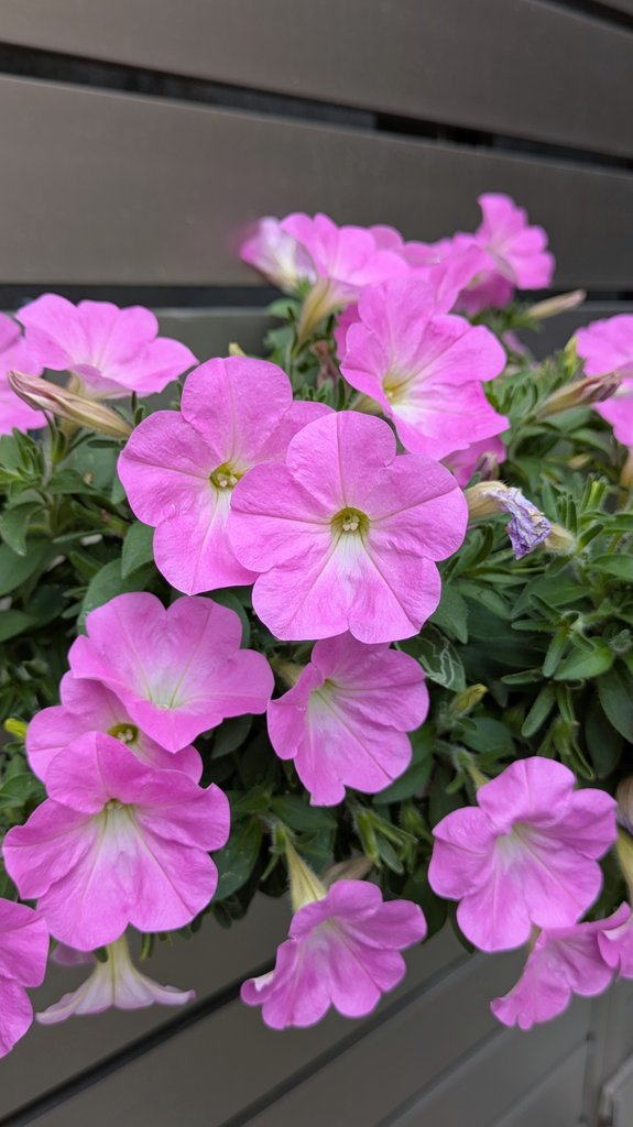 marshmallow23a's tweet photo. こんばんは。(^^)
今日も一日お疲れ様でした。🌼☘️🌼☘️

良い夜をお過ごしください。☺️🌃🌙✨️

#花 #flowers
#夜 #night
#良い夜を 
#Iwishyouaniceevening https://t.co/KKv4ndXDIf