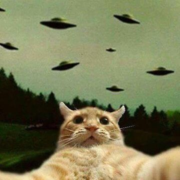 catsbeiingcats tweet picture