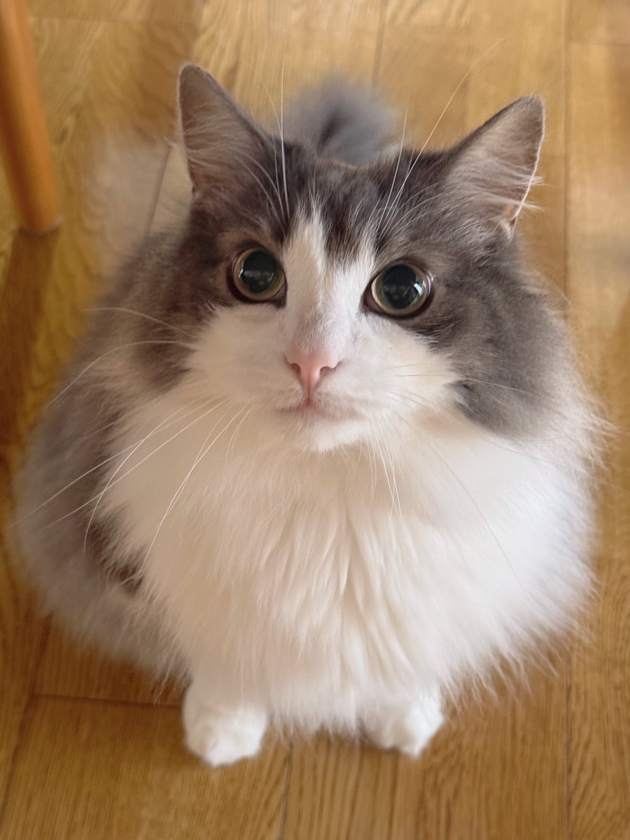 直哉 (@nyaoya__x) / Posts / X