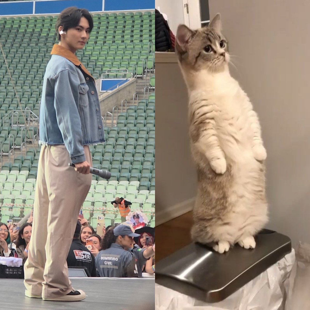 jnugwonie's tweet photo. a cat https://t.co/wiiodZpaMs