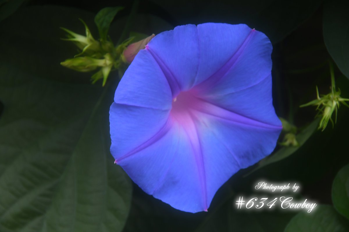 634Cowboy_Photo's tweet photo. ༻✻༺༻✻༺༻✻༺༻✻༺༻✻༺༻✻༺༻✻༺༻✻༺༻✻༺༻✻༺༻✻༺༻✻༺

　　　　　　　　　　　2026年 7月 8日 水曜日

　　　　　　　 ✻ • • • · · おはようございます· · • • • ✻

༻✻༺༻✻༺༻✻༺༻✻༺༻✻༺༻✻༺༻✻༺༻✻༺༻✻༺༻✻༺༻✻༺༻✻༺ https://t.co/qgXIhBqXxz