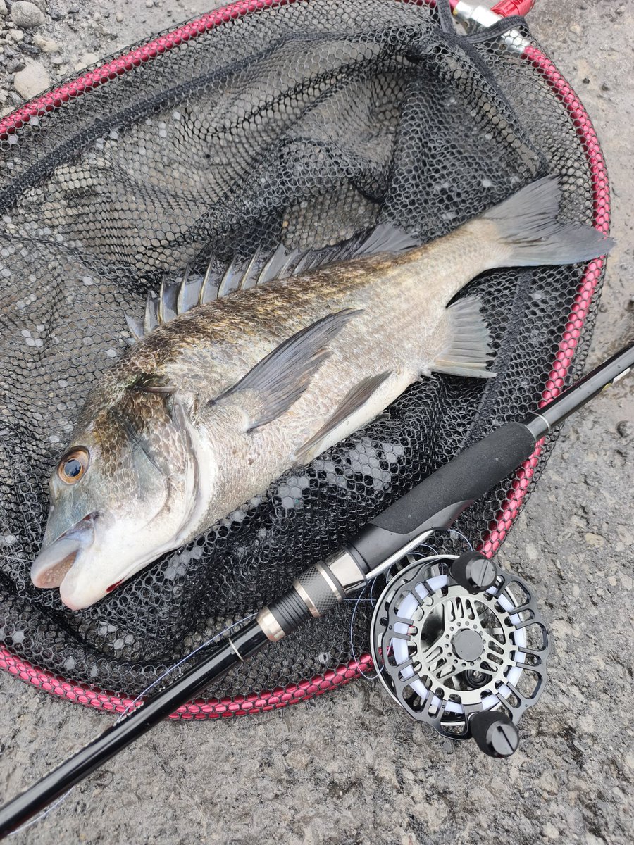 kurobire's tweet photo. 大分でヘチ釣り。

インヴィクタヘチ H 270
インヴィクタセカンド
Visible king 2.5号
Super L EX HYPER 2号
がまかつ　管付き伊勢尼7号
チヌオモリ2B

タックル、タモ、落とし込みベルト強化したら快適過ぎた。
ツ抜け、レッド、キジハタ、イラ
楽し過ぎた。 https://t.co/1RlW65OP7a