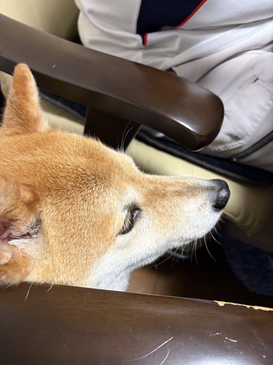 fw_fv5's tweet photo. 自分のご飯を半分残したくせに人間のご飯には貪欲な柴犬🐕🍚 https://t.co/nU1gcoTXbj