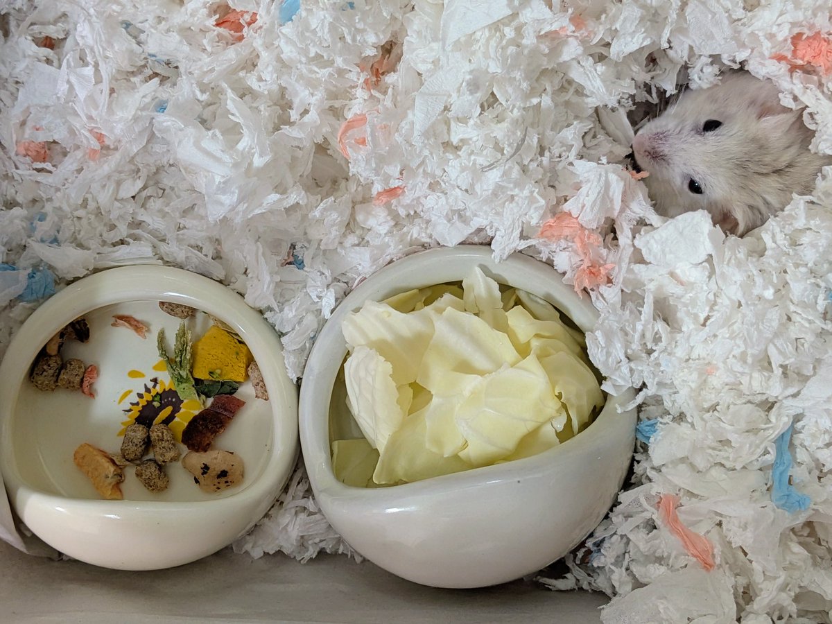 huusenfish's tweet photo. 今日のたまご🐹
ご飯処までこの距離なのにオクチまでご飯を持ってきてほしいたまご🐹
（オクチに運んだ分お皿からはご飯が減っています🍚）
#ハム旅 今日はのんびりモードだね
#ハムスター
#ハムスターのいる暮らし
#ハムスター好きと繋がりたい https://t.co/opBbHT3cHr