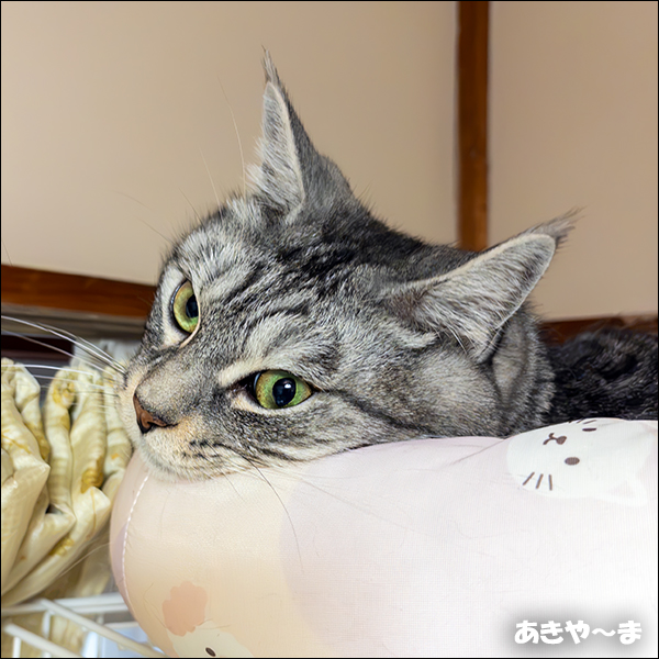 サバトラ