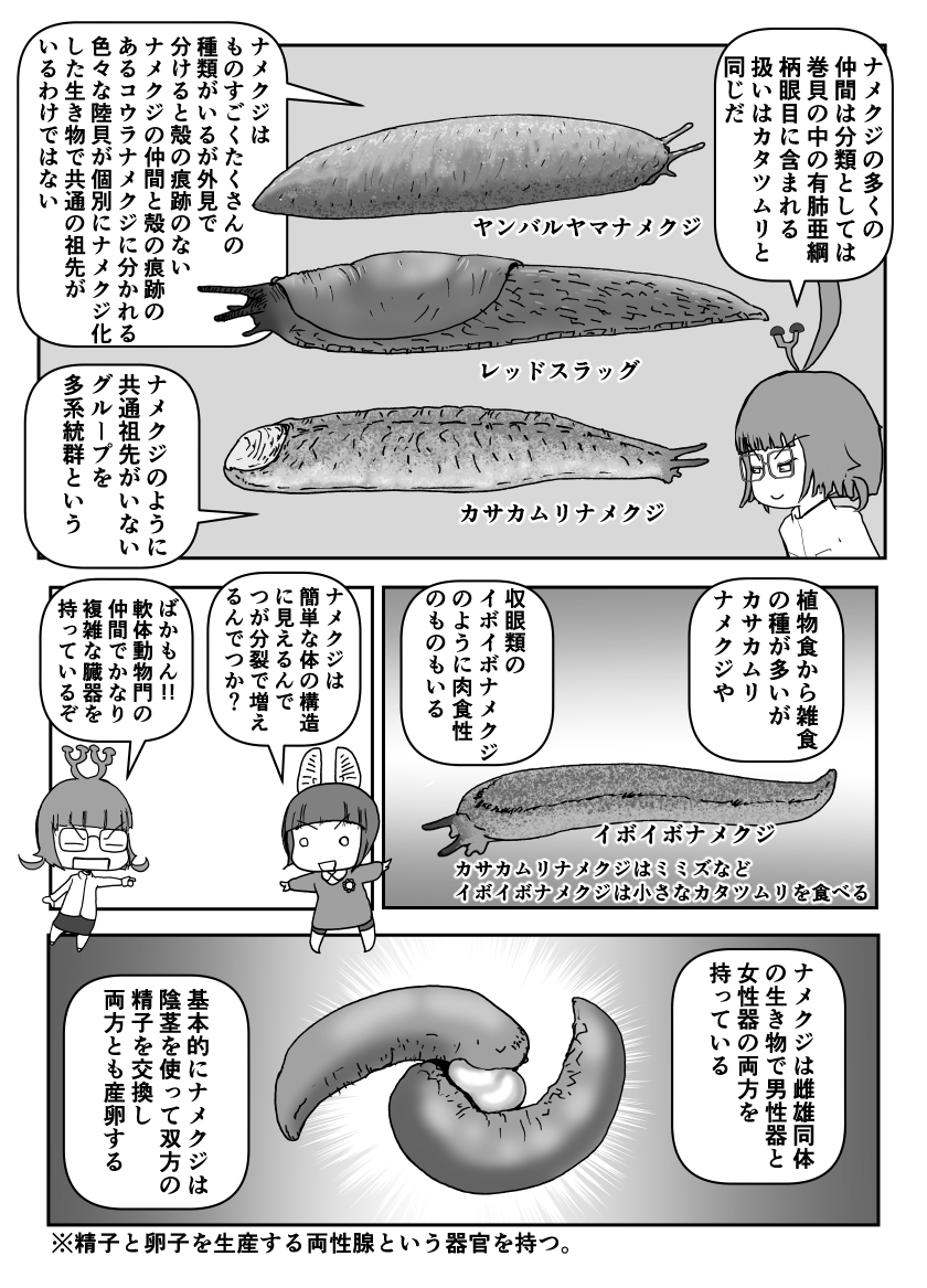 色々と誤解されてそうな動物を漫画で解説していくぞい。 第64回「ナメクジ」2/2 #クック先生の動物講座
身近にいながら誰も知らないナメクジの世界。