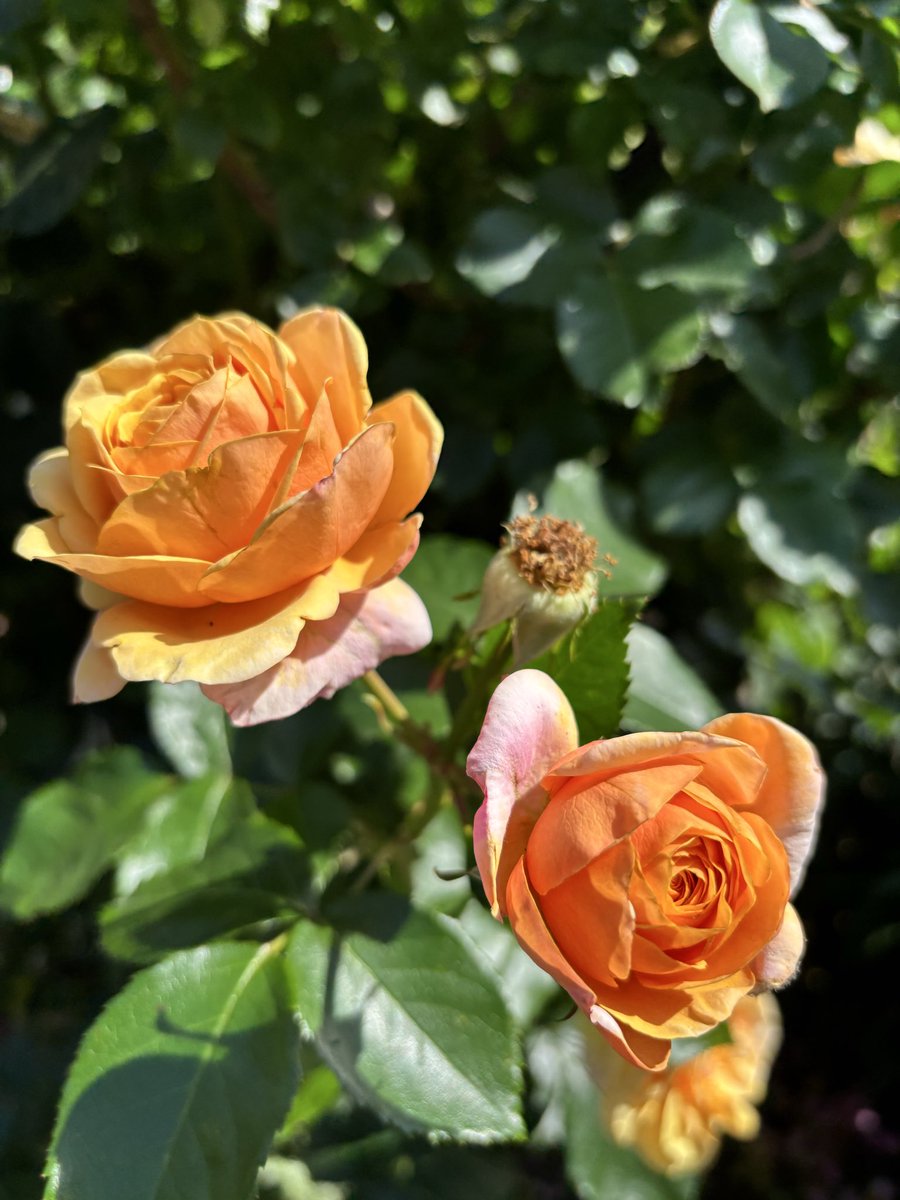 Halcat0127's tweet photo. チョコミン党としては外せなかった
色んなバラ見て、癒された🌹
3枚目のバラ、色味がマヒナっぽくてパシャった🙌
#ロイズローズガーデン https://t.co/mVvp98hGGP