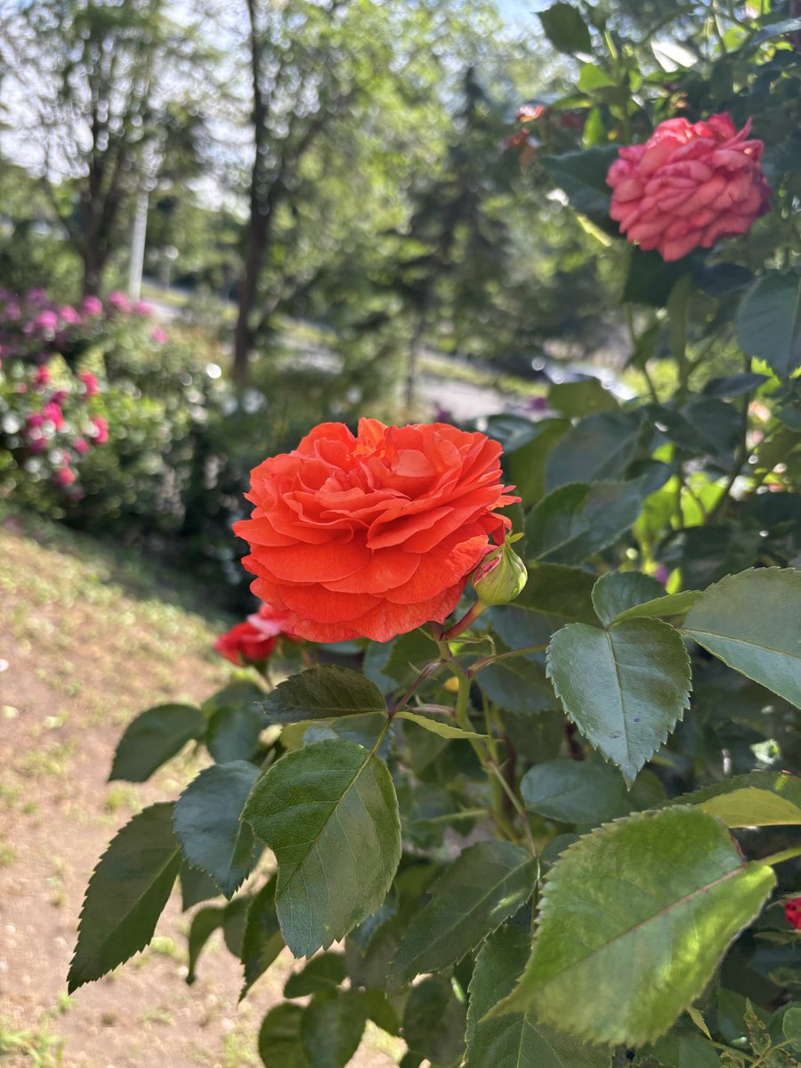 Halcat0127's tweet photo. チョコミン党としては外せなかった
色んなバラ見て、癒された🌹
3枚目のバラ、色味がマヒナっぽくてパシャった🙌
#ロイズローズガーデン https://t.co/mVvp98hGGP