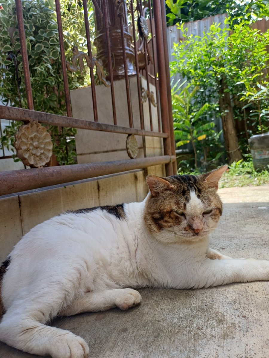 kochengfess2's tweet photo. Kcg!!! URGENT halo Catlovers aku open donasi untuk Hoshi kucing yang diadopsi karena ditelantarkan tetangga. Semalam dia tertabrak dan mengalami luka dalam yang cukup serius https://t.co/KJOLp2BuuY 
semoga kalian semua diberikan rezeki berlimpah 🫶🏻🙁 https://t.co/lonBF0z1mx