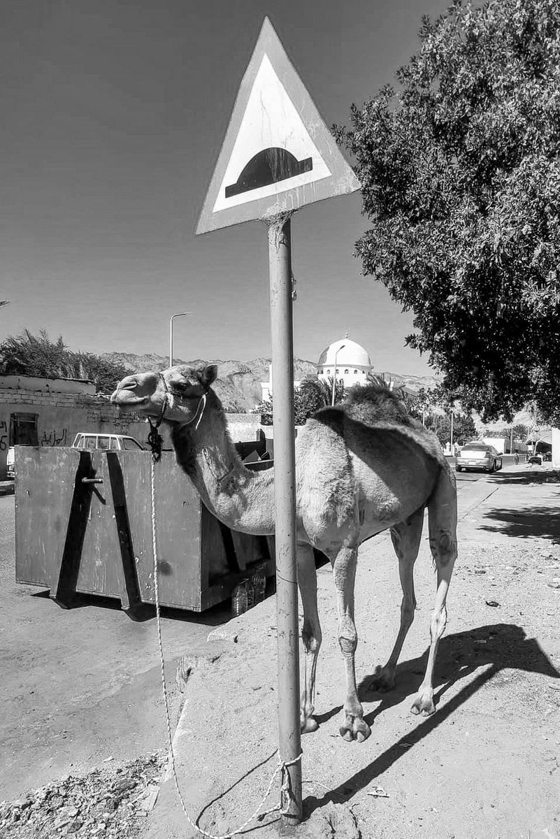 KaliSafwat's tweet photo. Mind the Bump
Dahab, South Sinai, 2024

​When the local infrastructure gets a little too literal. 🐪 Capturing that unique, everyday intersection where traditional life and modern infrastructure coexist without pretence.
​#Dahab #StreetPhotography #VisualPun #EverydayMoments #BlackAndWhitePhotography