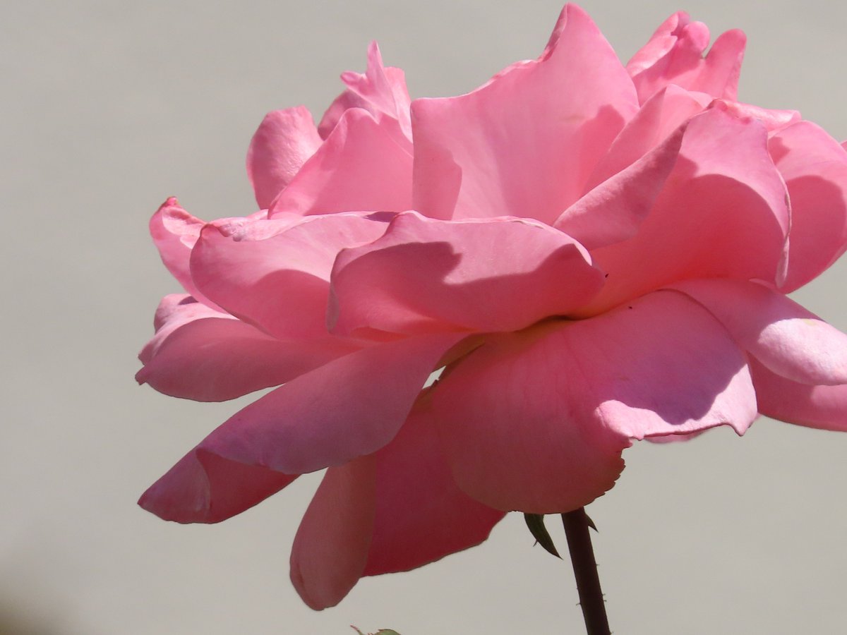 ktanimara2026's tweet photo. #FlowersOnSunday #GardenRoses #FlowerPhotography #AustralianWinter
Photo by borisaust at Pixabay, Australia, July 3, 2026
#GardeningTwitter #GardeningX https://t.co/esAQCQIxLV