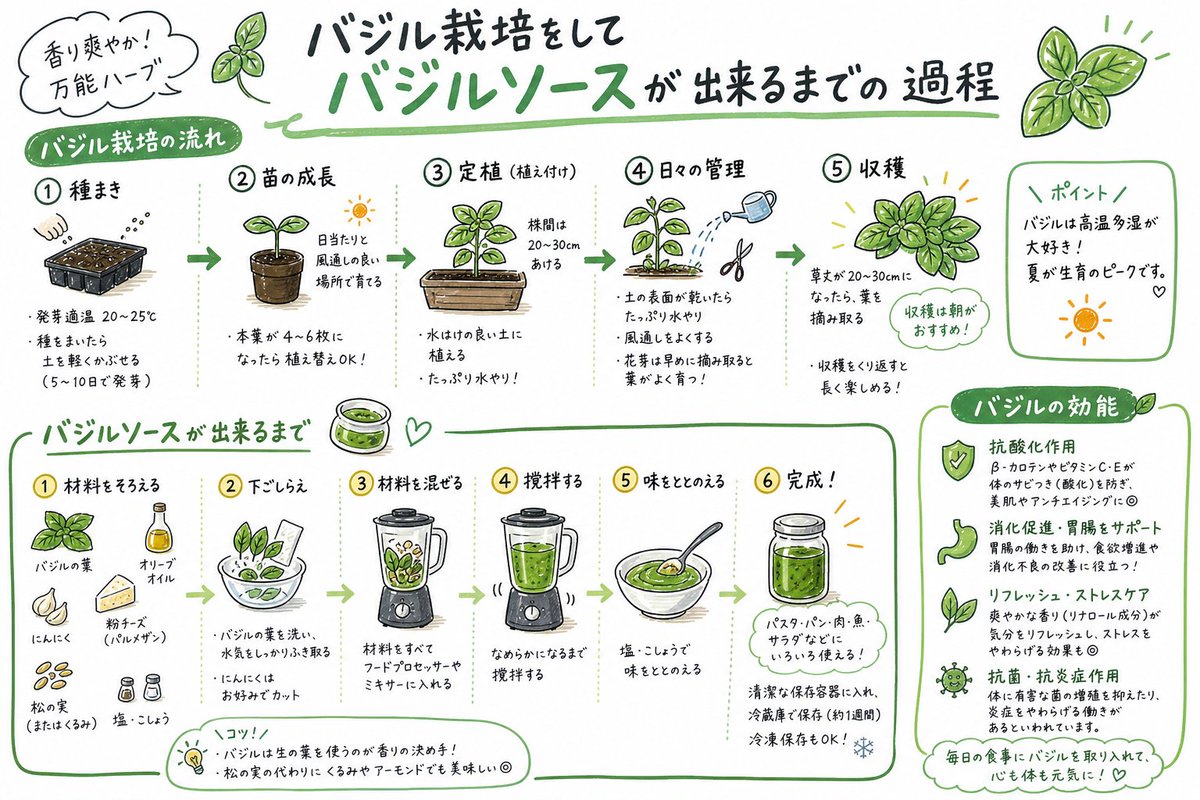 numaxxx7's tweet photo. こんばんは
ぽてと🥔です。

これから猛暑が続くようです。
雨も困りますが猛暑も困ります💦ﾜｶﾞﾏﾏ😏

暑くなって来ると食欲もなくなる❓🤔

ぽてと🥔はバジルを食べて夏バテ解消✊
1⃣香り良し
2⃣食べて良し
　そして...
3⃣育てるのも簡単で使い勝手💯

ぽてと🥔家はバジルソースをこの時期に
大量生産しております(笑)女子力高め？🤔

難しそうに思いますがいざ作ってみると
火を使わずミキサーで混ぜるだけ！ｶﾝﾀﾝ

明日も
ご来店おまちしております！