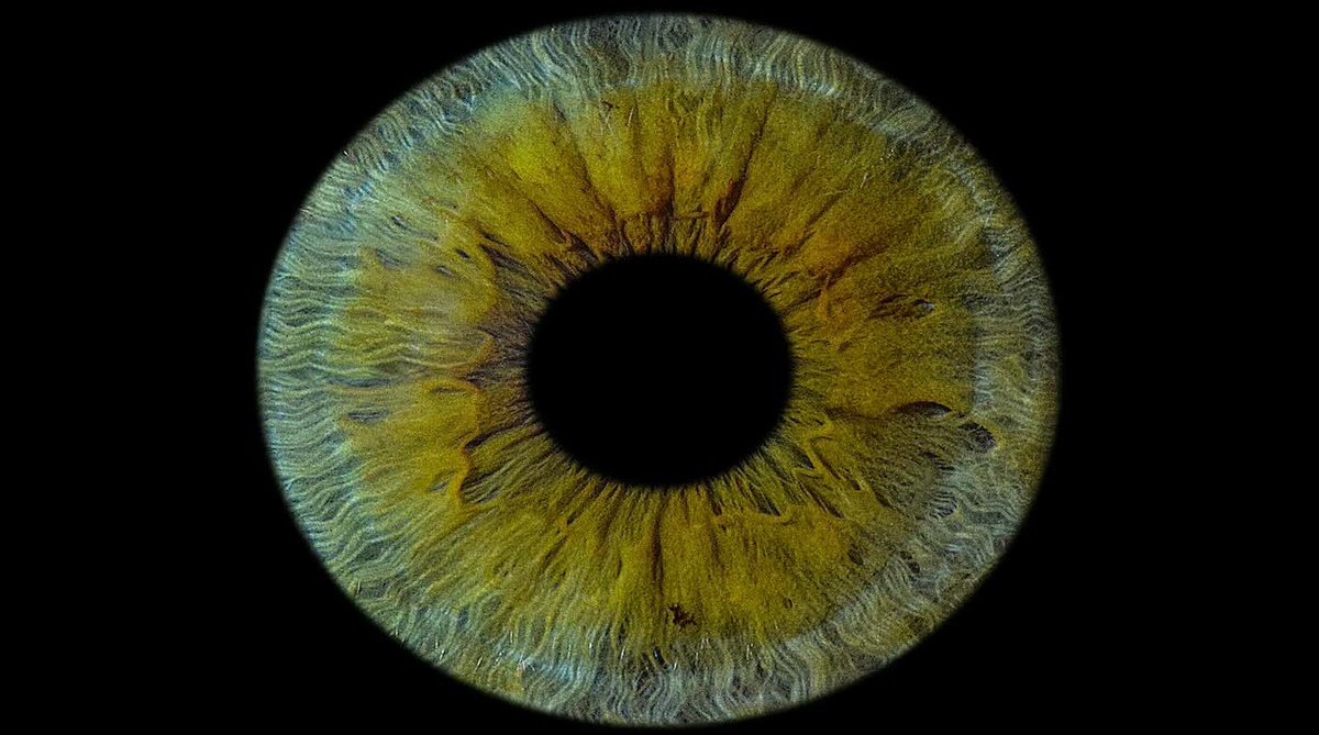 NightSkyToday's tweet photo. JUST IN🚨: Scientists Create First 3D-Printed Human Cornea that Could Restore Sight to Millions Worldwide. https://t.co/VQ9wGGK8Zj