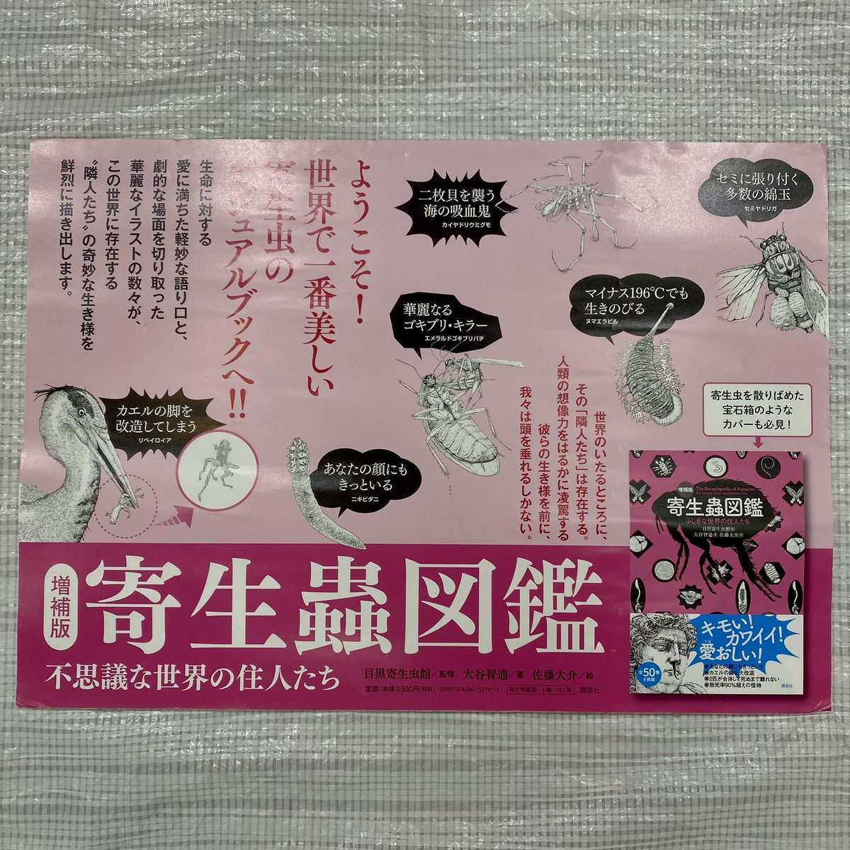 ms_kitatoda tweet picture