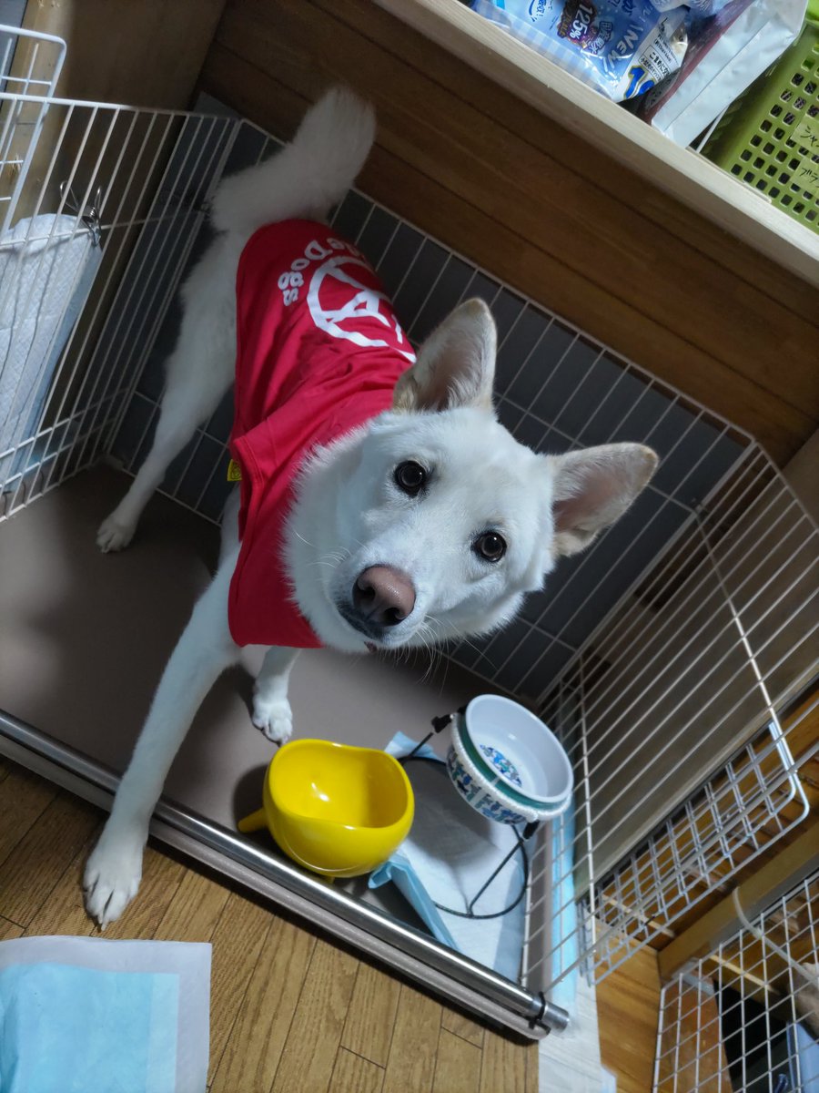 gtppg12's tweet photo. 2026年6月29日18時頃に、我が家の愛犬「銀(ぎん)」が脱走してしまいました。情報提供をお願いします！

銀(ぎん)♂
中型犬(16kg)
1歳6ヶ月
白色(耳は茶色)
臆病で警戒心が強い
あまり鳴かない
雨、風が苦手
赤い首輪(予防接種済みのプレート付)
 https://t.co/7OTA4QS2wP
#みよし市 #迷い犬 #愛知県 https://t.co/0bW1QVbnSd