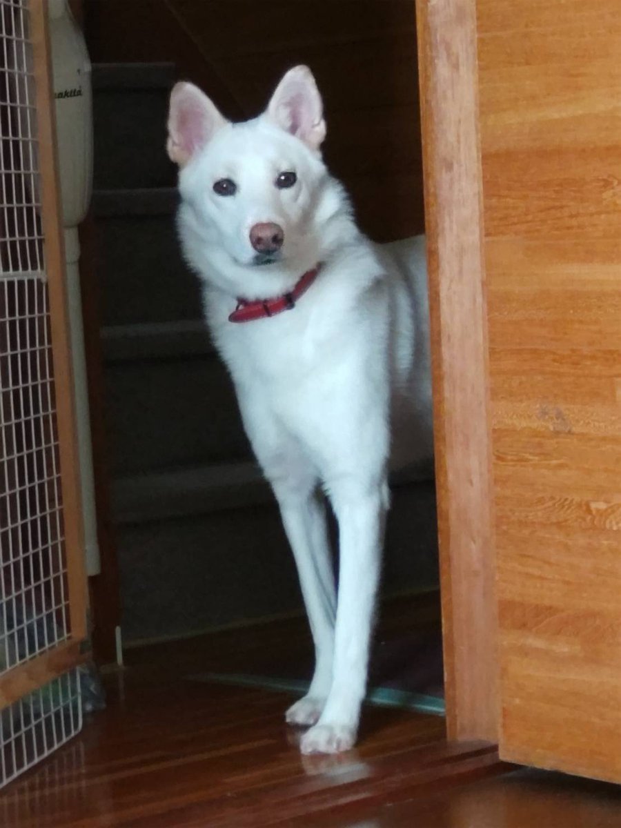gtppg12's tweet photo. 2026年6月29日18時頃に、我が家の愛犬「銀(ぎん)」が脱走してしまいました。情報提供をお願いします！

銀(ぎん)♂
中型犬(16kg)
1歳6ヶ月
白色(耳は茶色)
臆病で警戒心が強い
あまり鳴かない
雨、風が苦手
赤い首輪(予防接種済みのプレート付)
 https://t.co/7OTA4QS2wP
#みよし市 #迷い犬 #愛知県 https://t.co/0bW1QVbnSd
