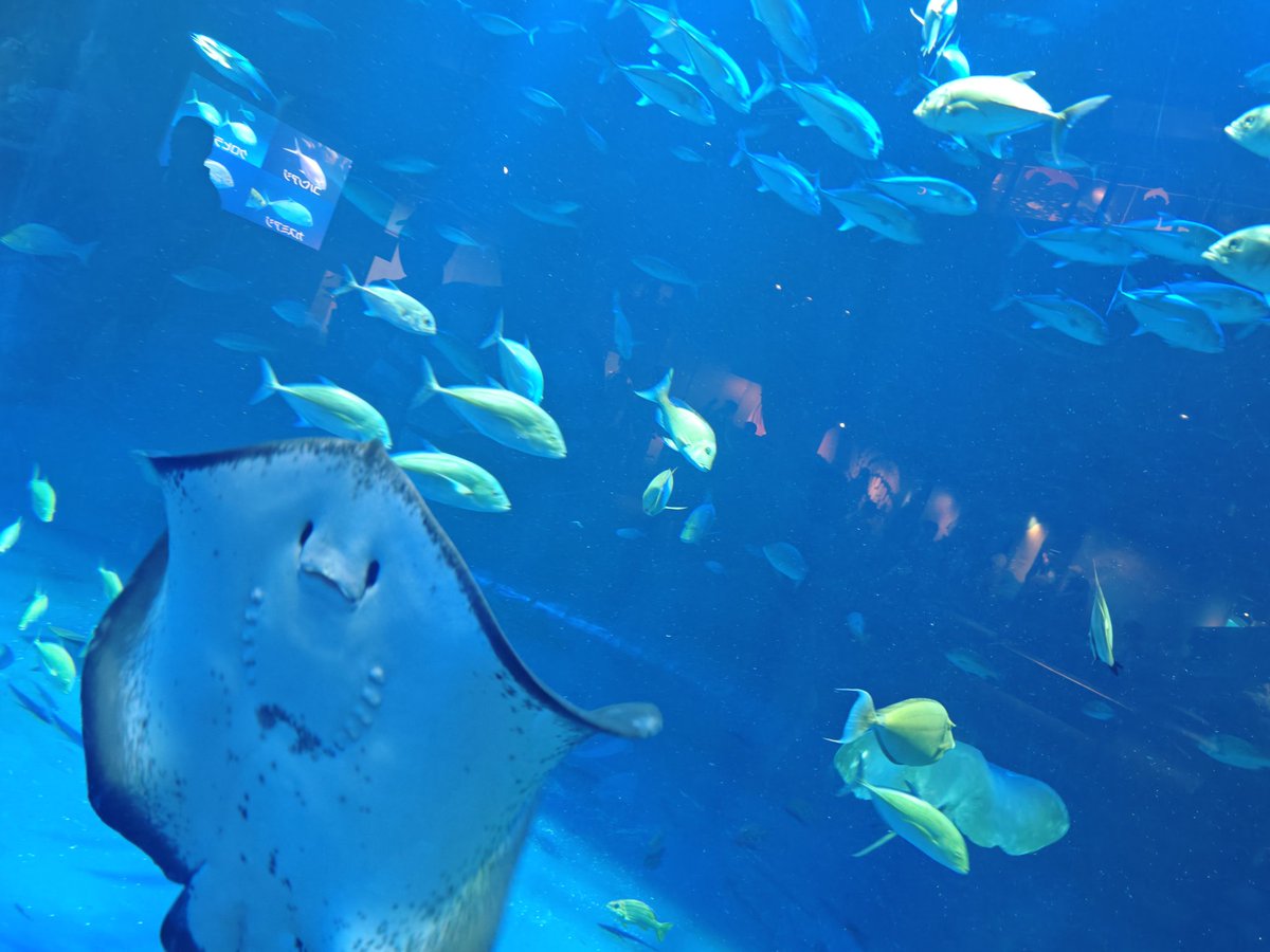 papapanda08's tweet photo. 水族館🪼🐟️🐠
エイの裏側が可愛すぎる♡ https://t.co/JEpjdDqM0U