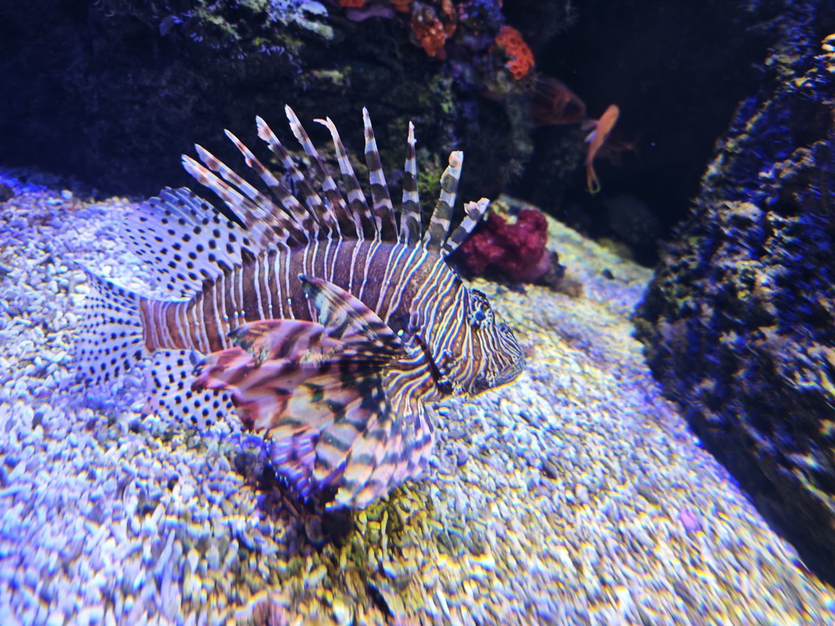 papapanda08's tweet photo. 水族館🪼🐟️🐠
エイの裏側が可愛すぎる♡ https://t.co/JEpjdDqM0U