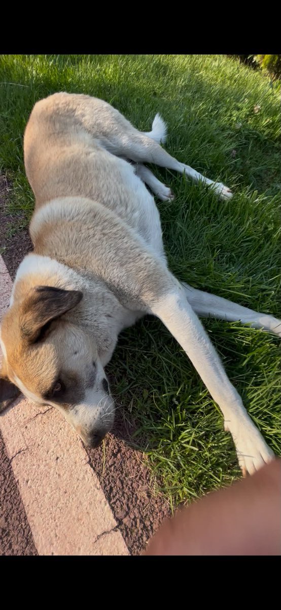 AysemOzleyis's tweet photo. Lord herkesin sevgilisi,sitenin köpeği olarak yaşamına devam ederken maalesef  alındı.
Doğal yaşam alanı sürecini asla kaldıramaz.
Şuan Kağıthane Belediyesinde,gönderilmeden “yuva” bulması gerekli.

0 536 884 77 67
@masum_gozler 
@badiko
@dortayaklisehir https://t.co/HERj4UhmMB