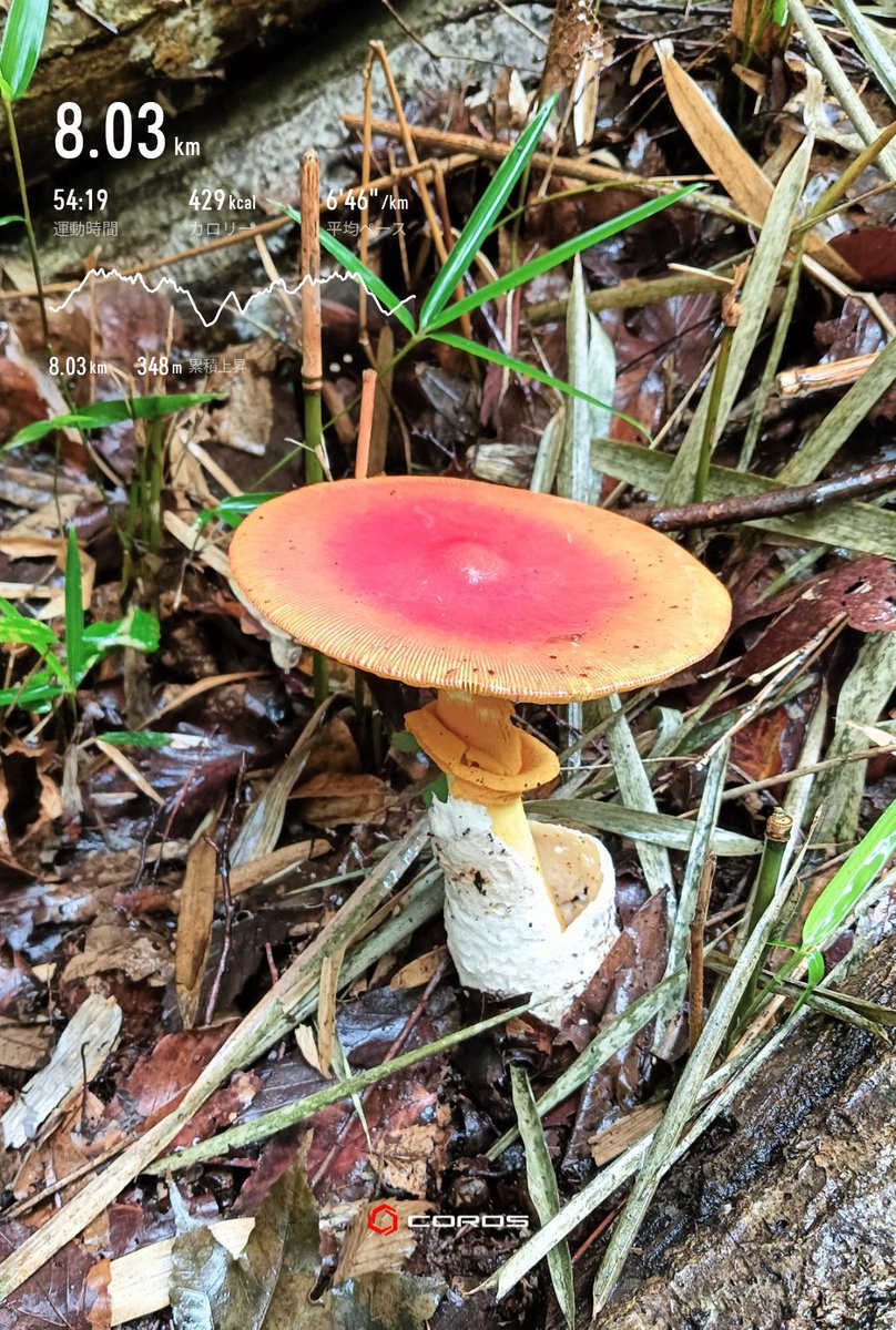yupps_k's tweet photo. 朝トレラン8k🌧️
ズルズルぐちゃぐちゃトレイル⛰️
ビビりまくってほぼハイキング🍄
飲み会行きたかった〜🍺
#notruntoday https://t.co/ujIwvIojzd