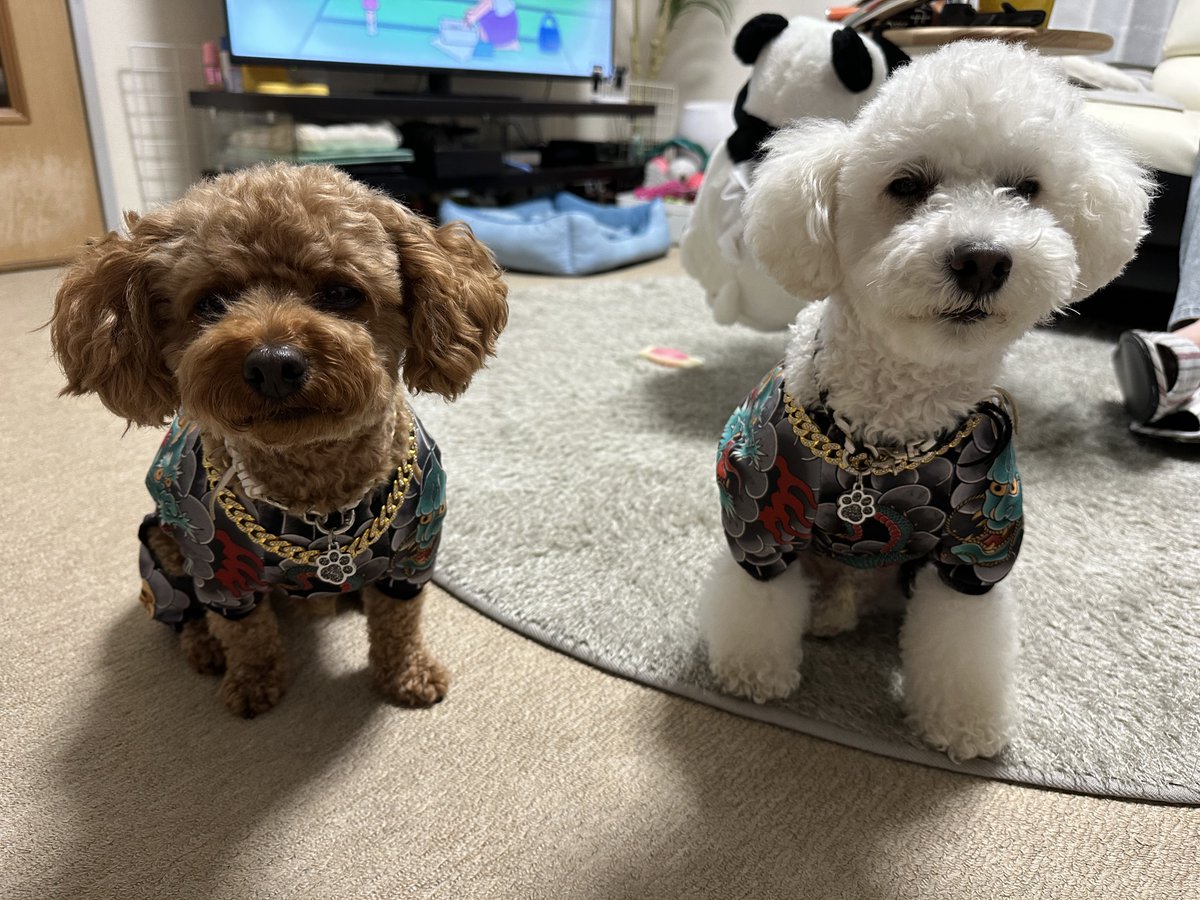 MACHARKIEEE's tweet photo. ヤバそな2人組にうちの奥さん襲われてる😂 https://t.co/VCQh6ewFlJ