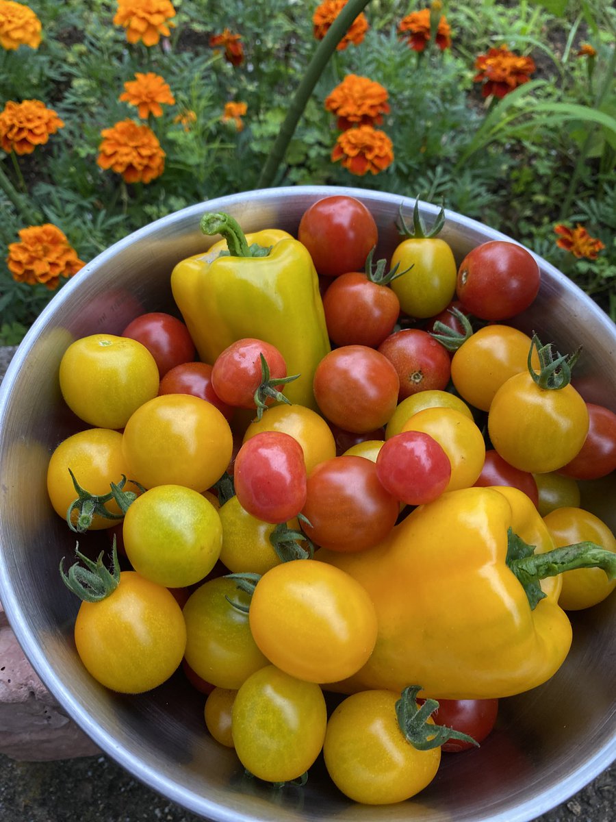 i_op6s's tweet photo. 今日の収穫🍅♡

#家庭菜園 https://t.co/fUm1Rqhkqe
