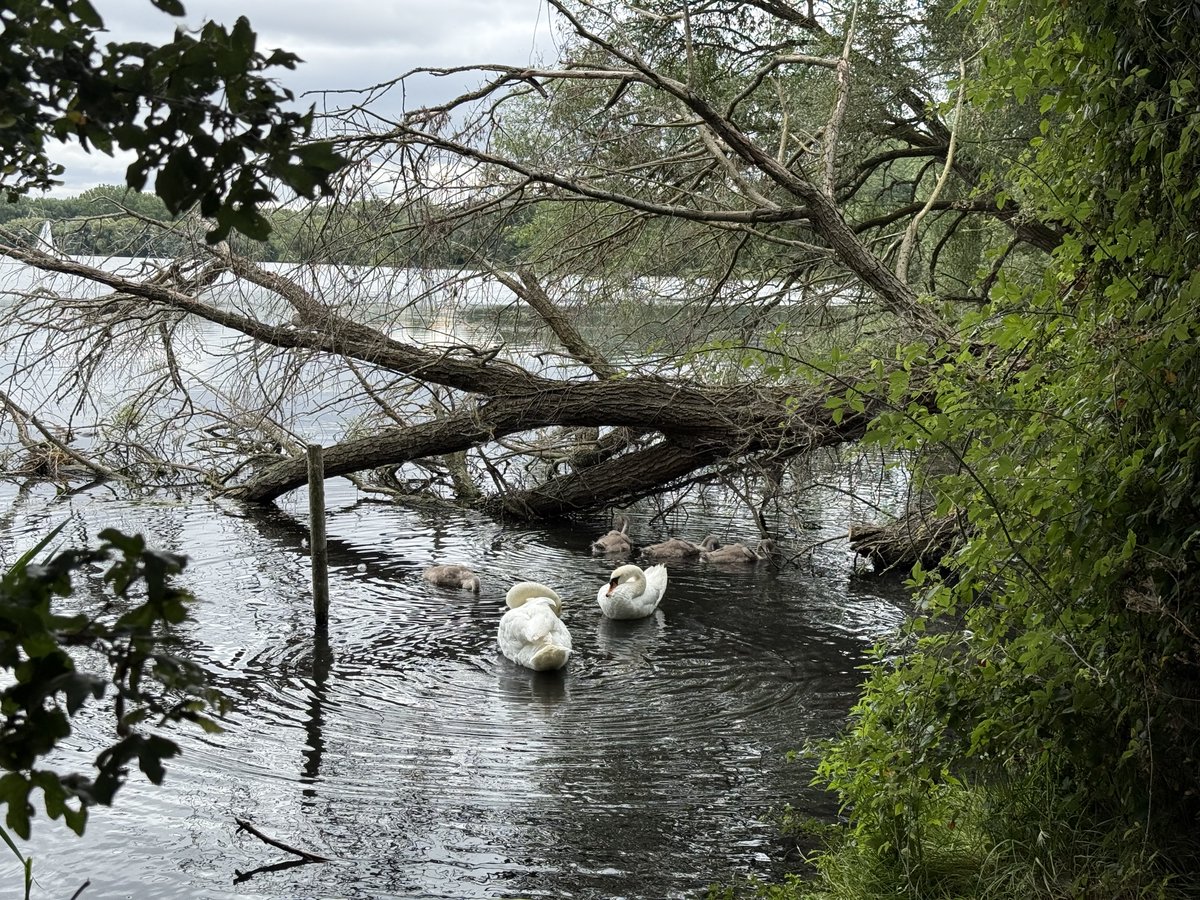 McindoeSue's tweet photo. Family bath time 🦢
#Swanday https://t.co/XLuYaxs8u2