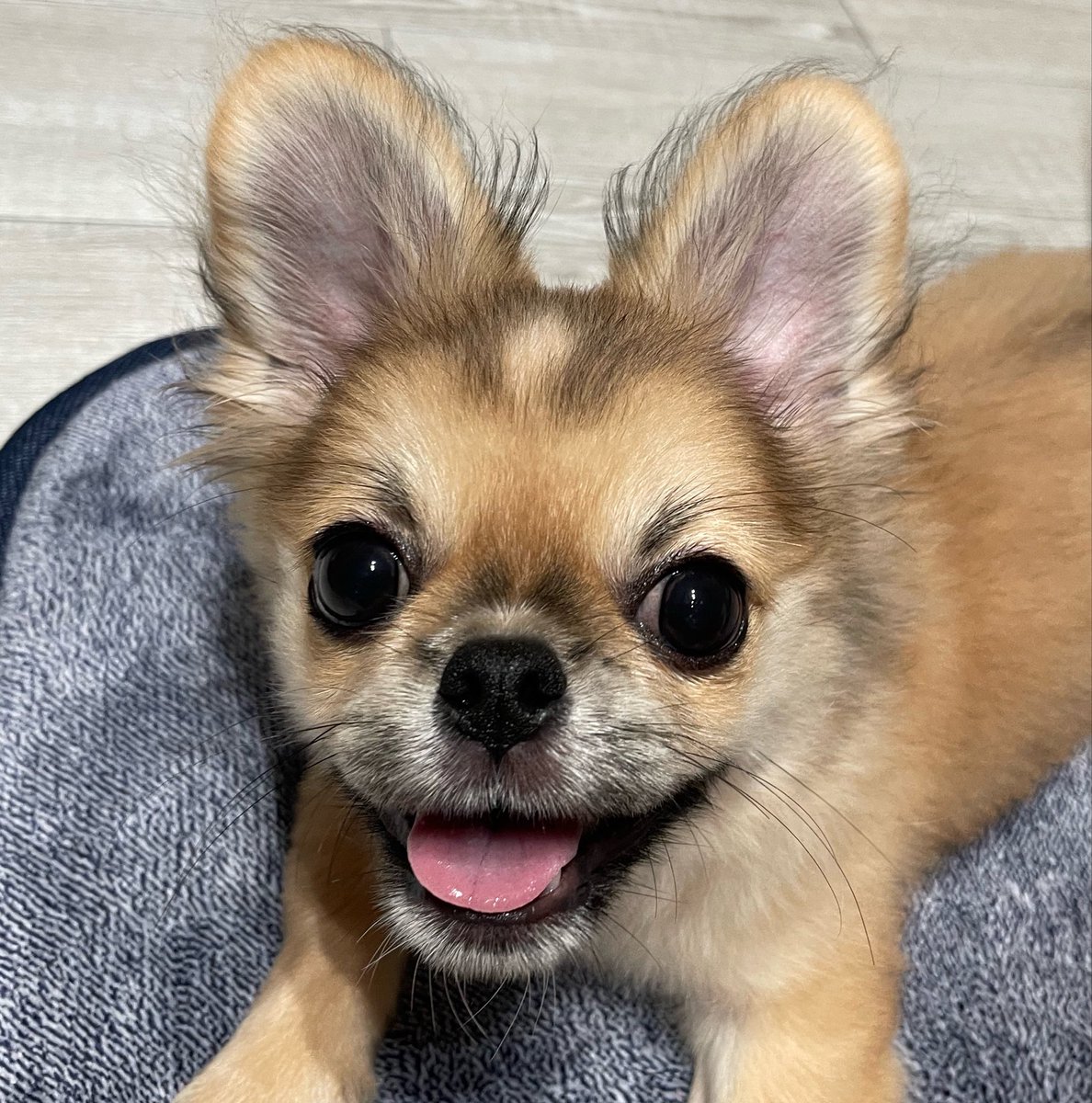 CIAO_18_'s tweet photo. 狂犬病注射頑張りました https://t.co/tefGkBPOOZ