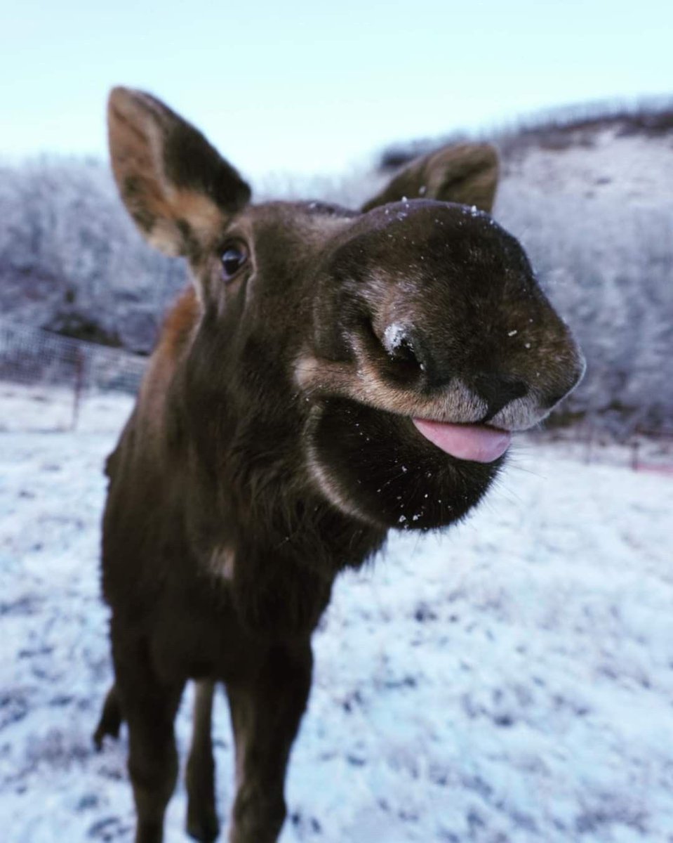 mooseincrisis's tweet photo. can i come over and stare at you like this? https://t.co/piyprLIaQ4