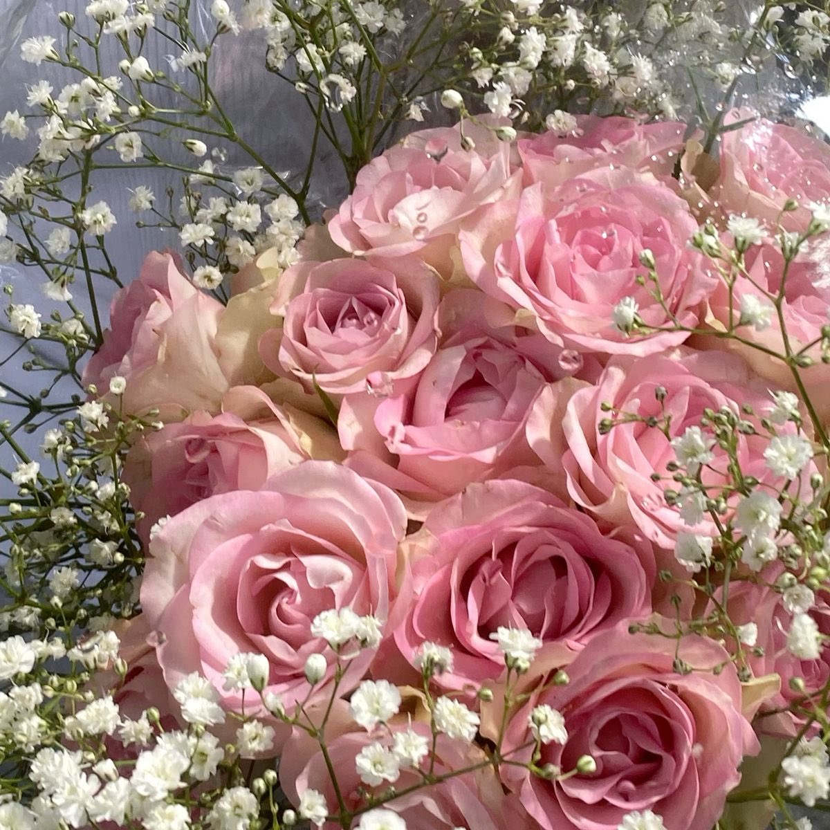 hanniesarts's tweet photo. jisungie as rose - love, romance and passion ❀ https://t.co/g1lo3CP9oL