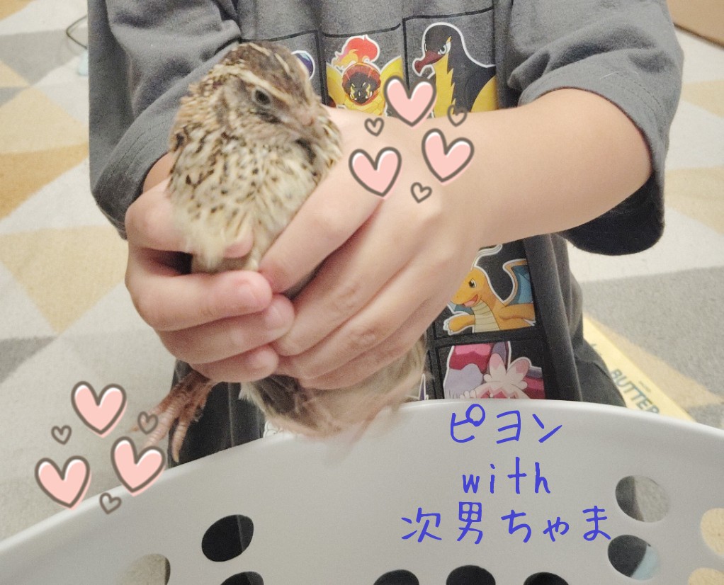 pomluvvv's tweet photo. #金森式 #ダイエット
前日比 -2.3kg

前回金森式(@ShigekiKanamori)を
した時は(フォロー推奨！)

🌟約3か月で　約-10kg🌟

達成するも

元大親友ぴの裏切りや
その他のストレス連続で
大幅に増えたのでリセットせねば😇

因みに
ウズラのピヨン(♀)と
ピヨ丸ちょんちょん助(♂)は
ずっと元気です😆🪶 https://t.co/0Klh9AfBkJ