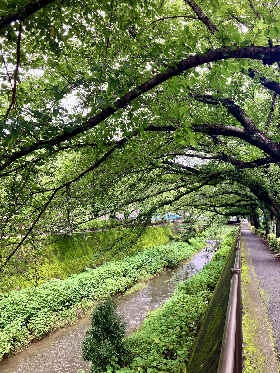 takedome2's tweet photo. #三沢川

はっきりしない天気☁️
チャリはやめて傘を持って徒歩で三沢川を上ります😊
川沿いの緑と町並を楽しみ三沢川親水公園で☕️タイム😋
少し蒸すけど雨は降らず気持ちいい😊脚が進みます👍
稲城駅辺りから坂を登り尾根幹へ出て稲城中央公園へ上ります😊 https://t.co/gJTBMgpZvd