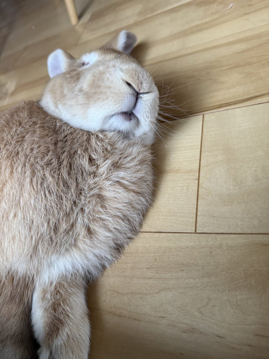 cotorinoie's tweet photo. 寄り添ったまま寝ちゃいいました🐰💤
#うさぎ
#うさぎ好き
#フレミッシュジャイアント https://t.co/2XWbuJRkLS