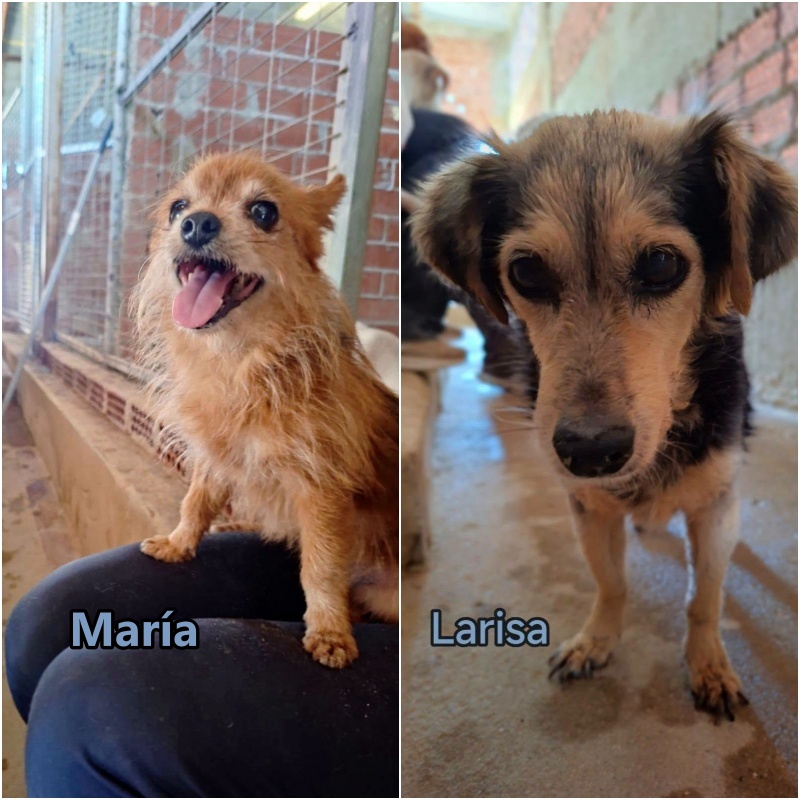SosAbuelos1's tweet photo. #HUELVA
#MARÍA de 9 años y 2,8 kg y #LARISA de 13 años y 6 kg

Fueron rescatadas de una azotea donde las tenían atrapadas sin cobijo

Se busca adopción #conjunta

Pueden viajar (si la salud de Larisa lo permite)

WhatsApp 665 792 043 / 722 134 197

📋 https://t.co/nlFWwmLm6F https://t.co/atehlt3RDk