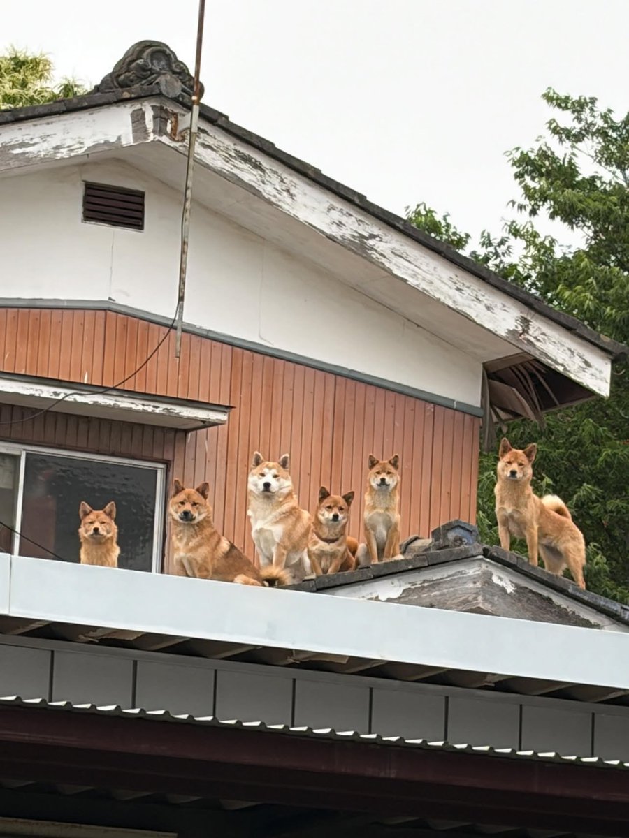 WindowTappcou0's tweet photo. 二度見した https://t.co/1LjeEGR5JB