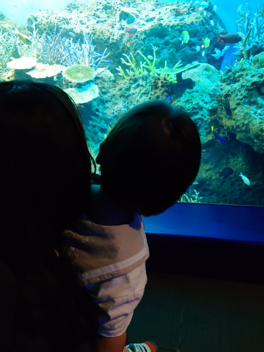 daichikaaa's tweet photo. 家族と水族館行ってきたぞ🐠 https://t.co/6SGfhcrxXs