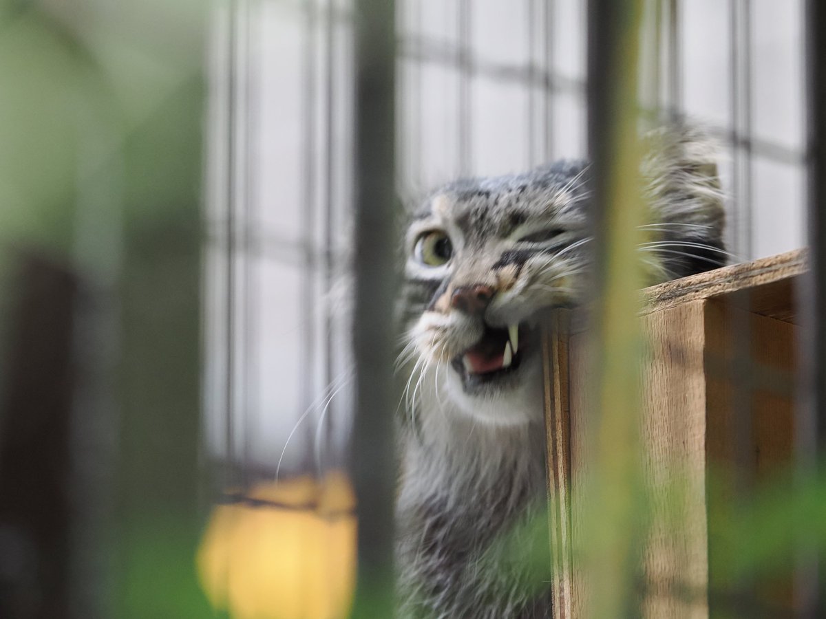 ponsemu's tweet photo. 2026.07.05.野毛山動物園。

マヌルネコ、フィーガ。

川崎よってから、14時頃によらせて貰った。

クリョンの子ではあるが、プリームラの血も確かに引いている。

クリョンより面構えは好み。 https://t.co/60KtFQhSZi