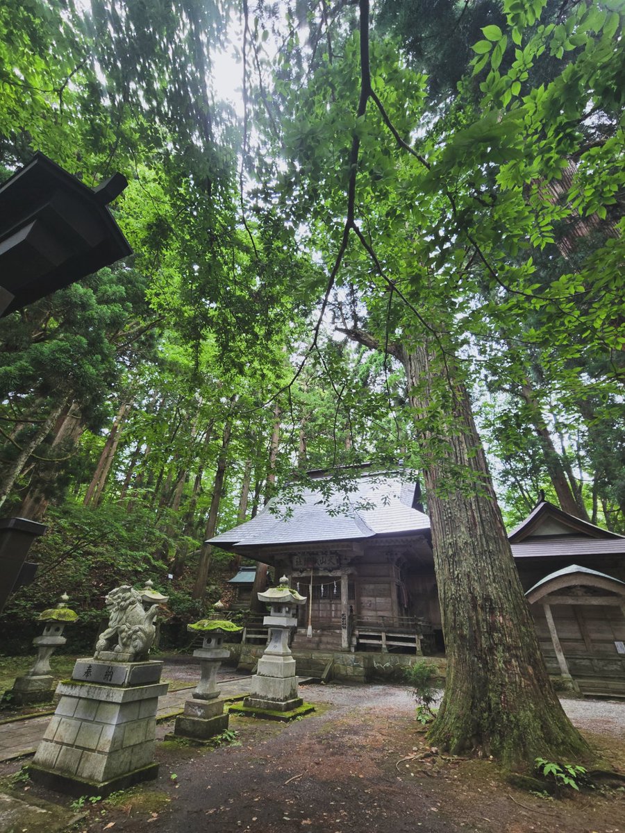 tibet_in's tweet photo. 大山祇神社御本社の御朱印の事なのだけれど調べてみたら6月1日〜30日の「大山まつり」期間中のみ御本社で置き書きでの御朱印が頂く事が可能との事(300円)
通常は御本社は無人で大山祇神社の御朱印を頂く場合、麓の遥拝殿で授与となるみたい。
#西会津町
#御朱印 https://t.co/ilanVr8BjN